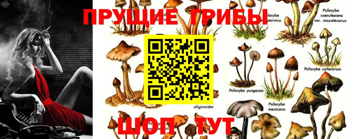 Галлюциногенные грибы Psilocybe Белая Калитва