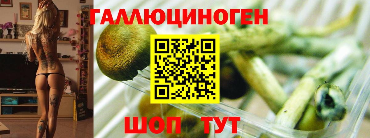 Псилоцибиновые грибы Psilocybine cubensis Белая Калитва
